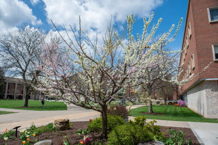 Sam Van Aken Tree of 40 Fruit In Bloom | Cooper Hewitt, Smithsonian ...